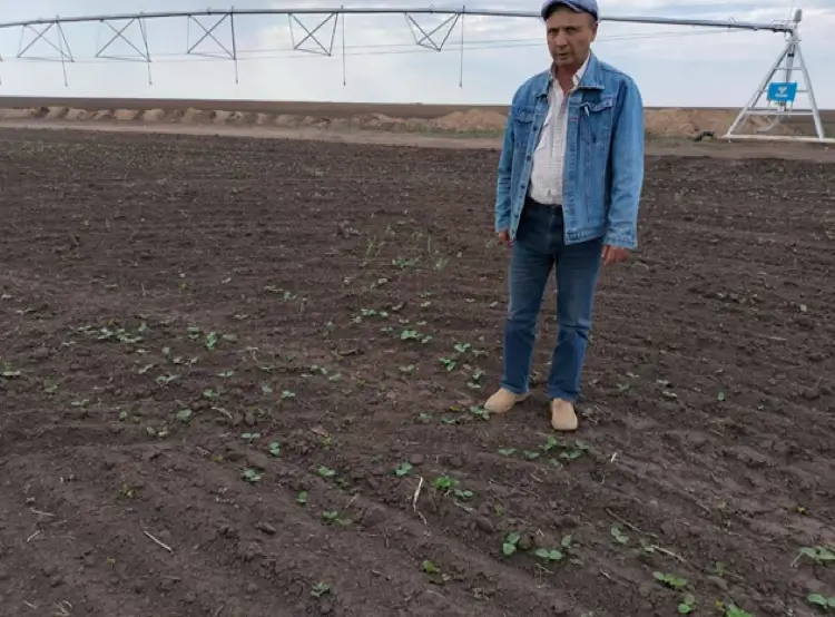 Контроль всходов сои и измерение селекционных признаков