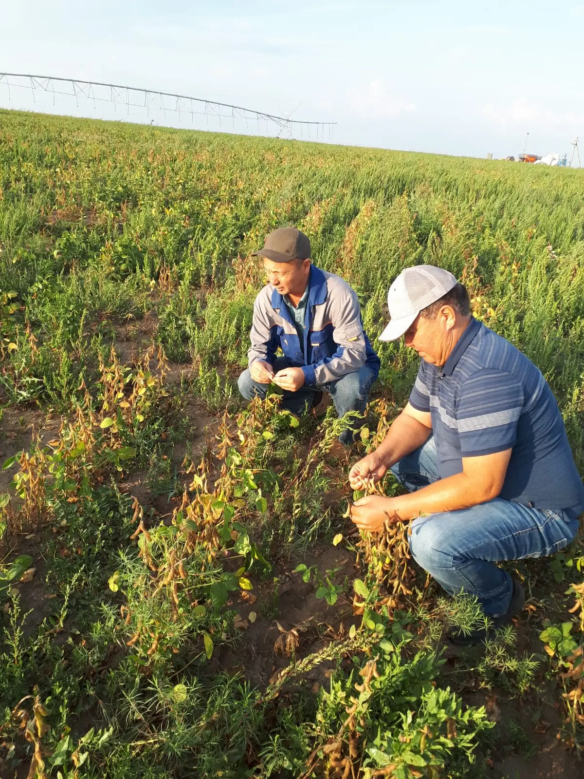 Агрономы «Ақназар-Жайық» проверяют дождевальное орошение сои