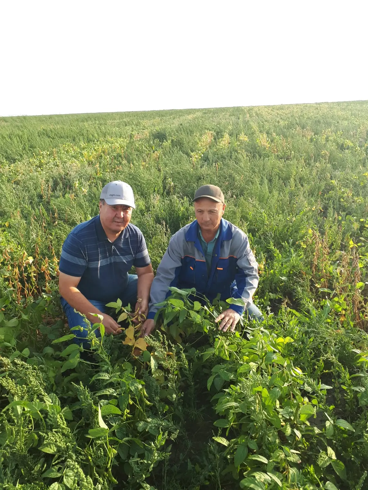 Линия подготовки соевых бобов к сушке и очистке